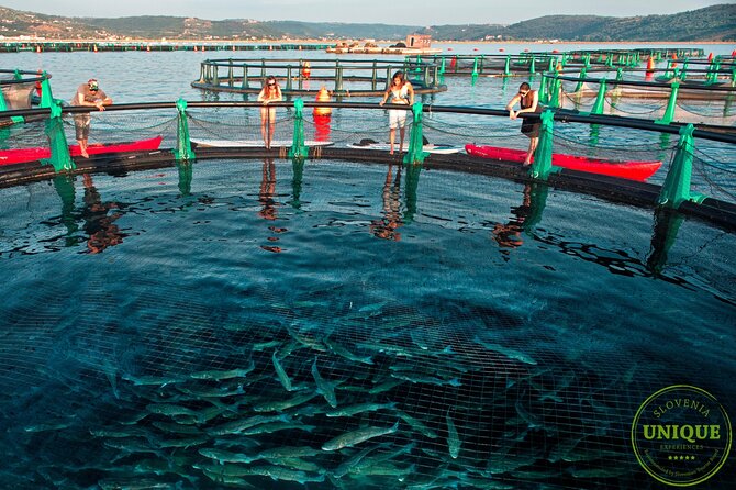 An Unforgettable Day With Fish, Wine and Olive Oil Tasting - Group size and timing: 2.5 hours that feel focused