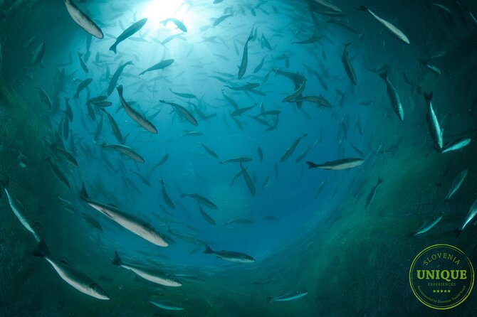 An Unforgettable Day With Fish, Wine and Olive Oil Tasting - Who should book, and who should think twice