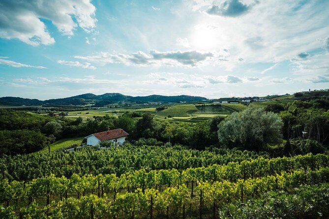 Bike Slovenia Green: Alps to Adriatic 8 days cycling tour - Day 5 Karst begins to show its personality: Kostanjevica, wine cellars, and Štanjel