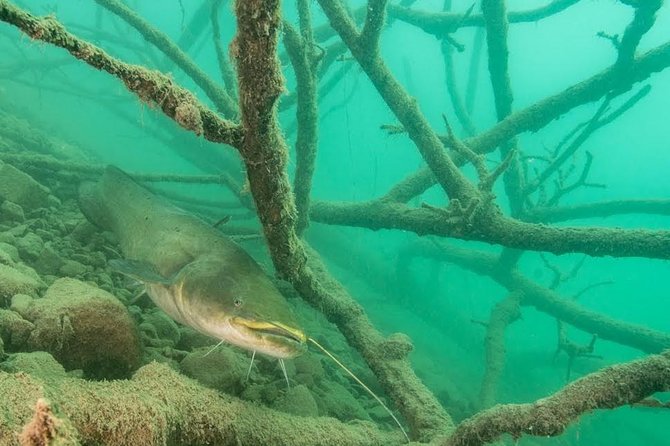 Diving Bled - Key highlights to know before you go