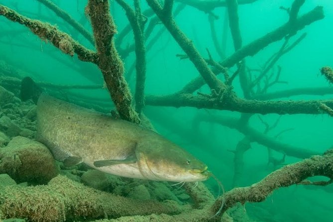 Diving Bled - Lake Bled freshwater scuba: why this is not like the Caribbean