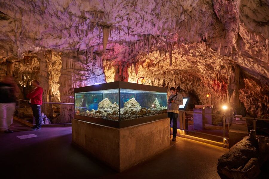 From Ljubljana: Lake Bled & Postojna Cave with Entry Tickets - Morning Pickup and the Van That Keeps You Moving