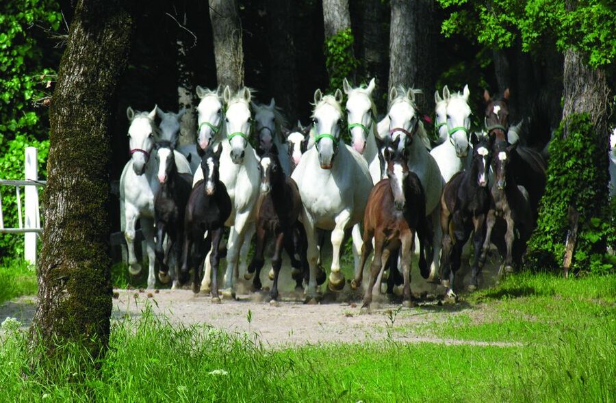 From Ljubljana: Lipica Stud Farm and Piran Full-Day Tour - Free time in Piran: lunch, shopping, and a slower pace