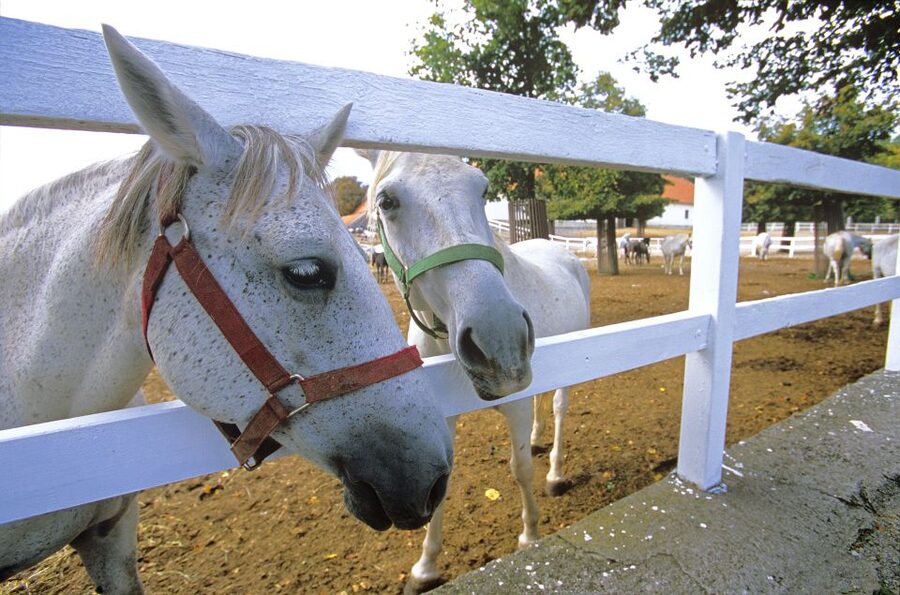 From Ljubljana: Lipica Stud Farm and Piran Full-Day Tour - The ride to Piran: switching from horses to the sea