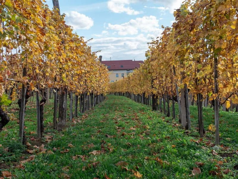 From Ljubljana: Vipava Valley Wine Express Tour - Who should book this tour from Ljubljana