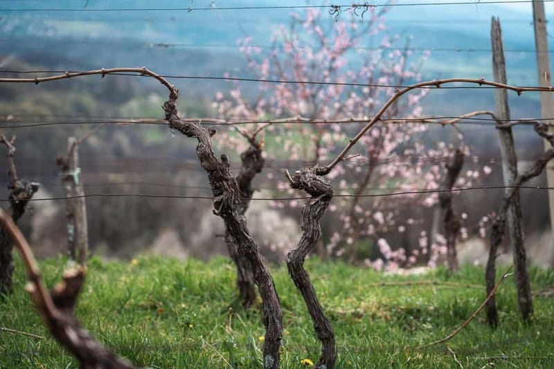 From Ljubljana: Vipava Valley Wine Express Tour - The drive with your English-speaking guide is part of the product