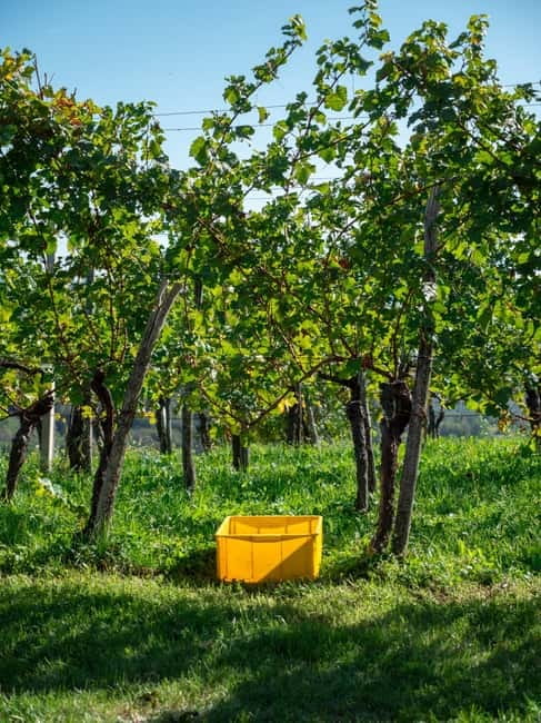 From Ljubljana: Vipava Valley Wine Express Tour - Time and meals: why 5 hours can feel perfect or slightly awkward