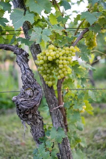 From Ljubljana: Vipava Valley Wine Express Tour - Getting picked up in Ljubljana at 2:00PM (and why meeting points matter)