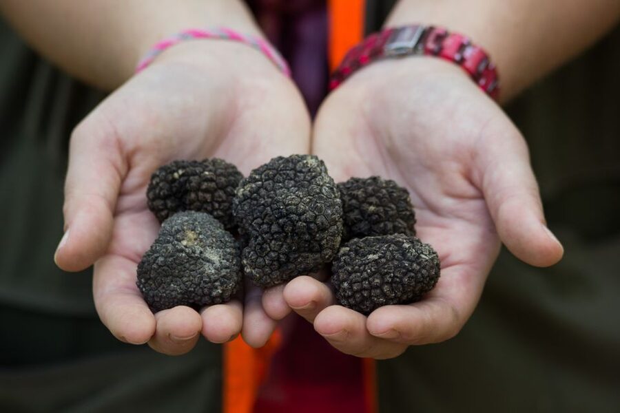 Gažon - Istria: Truffles Hunting & Cooking & Tasting - Key Highlights You’ll Care About