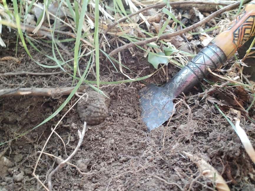Gažon - Istria: Truffles Hunting & Cooking & Tasting - Price and Value: Why $146 Can Make Sense