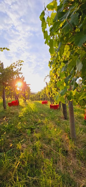 Goriška Brda: Wine Walk and Tasting - Arriving at Brestje 12a and What Makes This Tour Feel Small