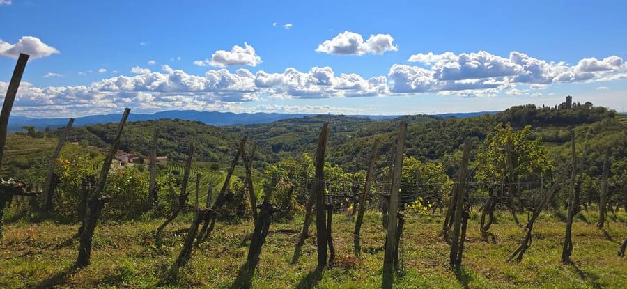 Goriška Brda: Wine Walk and Tasting - Winery Visit: How the Cellar Fits the Vineyard Story