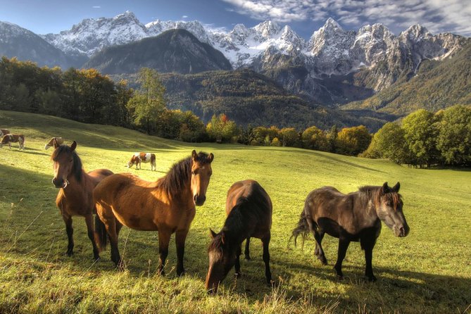 Horse Riding in Bled - Why This Small-Group Setup Feels Personal