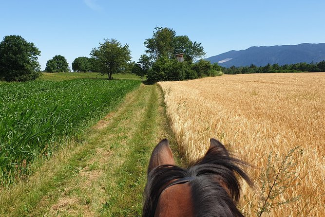 Horseback Riding In Bled - Meeting Point and Getting There Without Stress