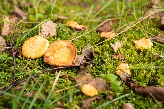 It Smells Like Mushrooms - Your guides, Bojan and Anja, and why their expertise matters