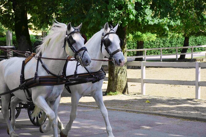 Lipica Stud Farm and Skocjan Caves from Koper - Skip the performance fantasy at Lipica