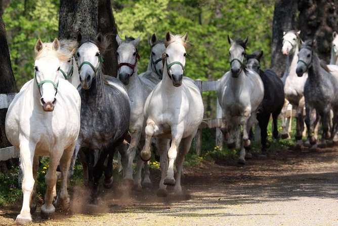 Lipica Stud Farm and Skocjan Caves from Koper - Getting from Koper: pickup, timing, and a 6-hour rhythm