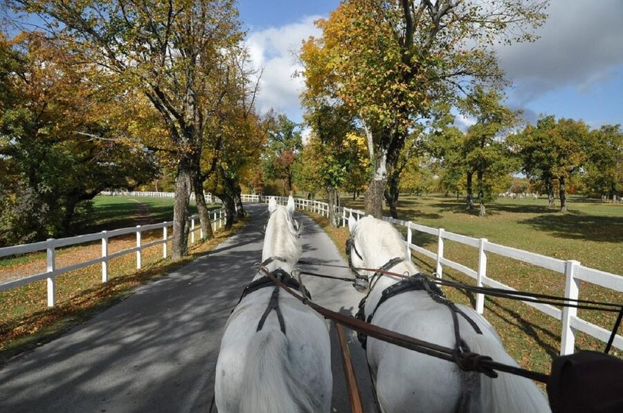 Lipica Stud Farm and Škocjan Caves from Trieste - The jump to Škocjan Caves, UNESCO underground canyon in motion
