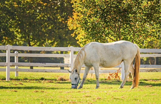 Lipica Stud Farm- Private Experience from Koper - Lipica from Koper: why this private format is worth it