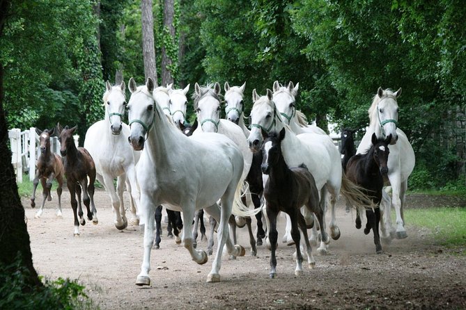 Lipica Stud Farm- Private Experience from Koper - Stop 1 on the drive: learning without losing time