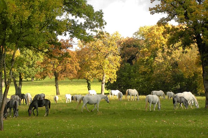 Lipica Stud Farm- Private Experience from Koper - Meeting in Koper and the ride to Lipica