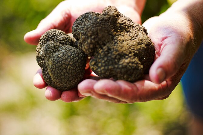 TRUFFLES: Hunting & Tasting in Istria, Slovenia - Timing, Location, and How to Make It Fit Your Day