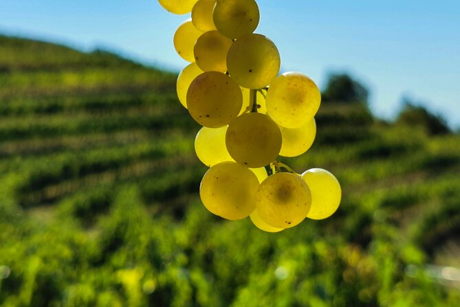 Wine Degustation in the Heart of Slovenian Istria - Wine and olive oil tasting from the cellar, with tower views included